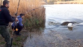 Pecanje velikih somova na jezeru Kraljevac II deo  Fishing big catfish on lake [upl. by Gusba416]