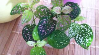 Polka DotHypoestesCare and Propagation Tips [upl. by Minerva]