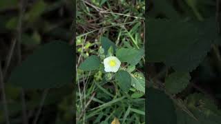 Flowers of Sida cordifolia [upl. by Loleta]