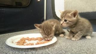 Kittens eating food for the first time [upl. by Enoval776]