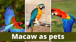 Macaw as pets  macaws as pets pros and cons  Different Types of Pet Macaws  macaw as pets facts [upl. by Esinehs]