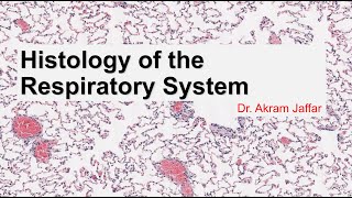 Histology of the respiratory system [upl. by Aminta971]