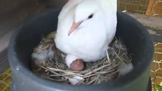 Ring Neck Dove Starting to Hatch [upl. by Enaj]