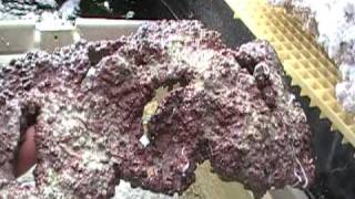 Growing Great Coralline Algae [upl. by Clover]