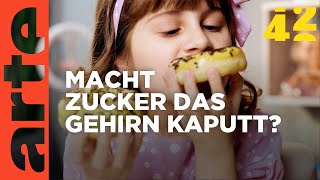 Macht Zucker dumm  42  Die Antwort auf fast alles  ARTE [upl. by Antoinette]