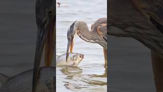 Can the heron swallow this fish heron birds nature shorts [upl. by Azaria]