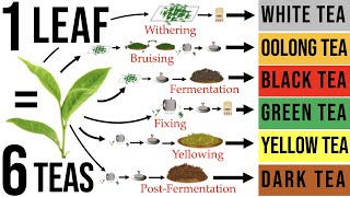 Tea Processing Explained in Full How Raw Tea Leaves are Transformed into the 6 Major Tea Types [upl. by Juna]