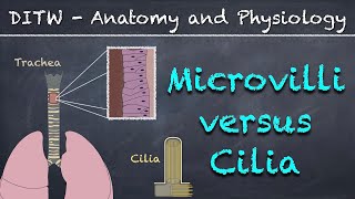 DITW  Microvilli versus Cilia [upl. by Tisbe348]