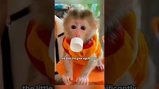 abandoned baby monkey grows up to become a household helper shortvideo monkeypetshortsanimal [upl. by Leahcimnoj]