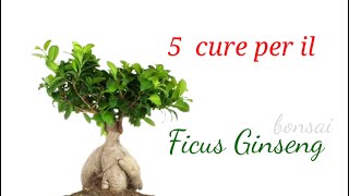 Ficus Ginseng  5 consigli utili per la sua coltivazione [upl. by Akkinahs761]