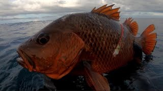 SPEARFISHING PHILIPPINES  RED SNAPPER  BLUE FIN TREVALLY  BANTON ROMBLON PHILIPPINES [upl. by Htiffirg]