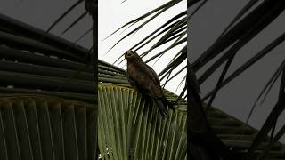 Call of Black kite🤩pls subscribe🙏 [upl. by Asyar775]