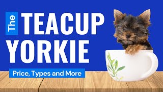 Teacup Yorkies  Price Care and Where to Buy [upl. by Herzog]