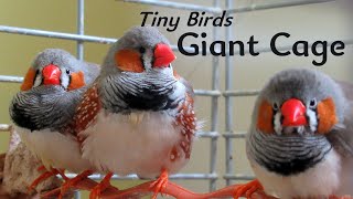 🐦 Rescue Zebra Finches Get MASSIVE Cage Upgrade 🐦 relaxing  Animal Sanctuary Vlog [upl. by Etnuaed]