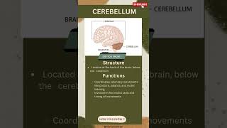 Cerebellum  marvelous brain  shorts neuroscience [upl. by Sehcaep]