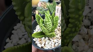 Haworthia Tulista Marginata USA haworthiatulista haworthiapakistan haworthia succulent [upl. by Enomrej406]