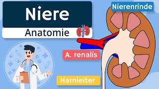 Niere  Aufbau und Funktion einfach erklärt [upl. by Assetak]