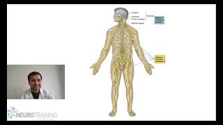 APRENDE FACIL Y RAPIDO NEUROANATOMIA [upl. by Helsell276]