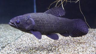 Blind Curupira black wolf fish in monster tank fish room [upl. by Anuska]