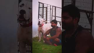 DOGO ARGENTINO proper youtube dog americanbully dogbreed viral viralvideo viralreels [upl. by Enytsuj]