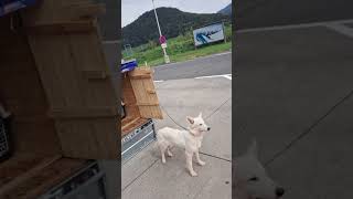 5 Muskel  Tiere aufm Weg nach Schalke 🐕😍🇦🇹 [upl. by Saitam]