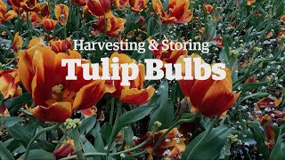 Harvesting and Storing Tulip Bulbs [upl. by Terrie]