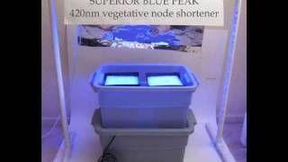 Fill drain ebb flow grow hydroponic system led vs hps 420 nm [upl. by Ailekat]