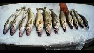 SLAMMING Walleye on Lake Erie in BIG WAVES [upl. by Aiciram270]