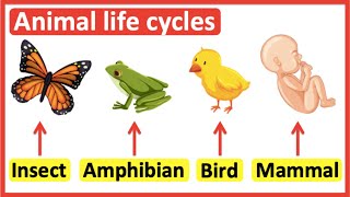 Animal life cycles  Insects Amphibians Birds amp Mammals [upl. by Noivaz]