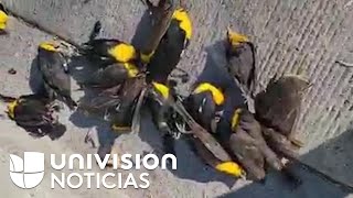 Cientos de pájaros caen de golpe del cielo en México y decenas mueren a la vez investigan el mister [upl. by Acissej939]