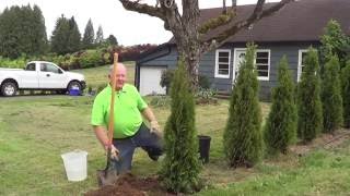 How to Plant a Conifer [upl. by Ripleigh477]