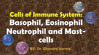 What are Granulocytes and its types  Neutrophils  Basophils  Eosinophils  Mast cells [upl. by Niels]