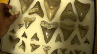 Megalodon Shark Teeth from Aurora North Carolina Lee Creek Quarry [upl. by Amice799]