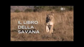 documentarioAnimali Strategietecniche di sopravvivenza essere piccoli [upl. by Yht]