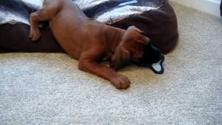 8 WEEK OLD RHODESIAN RIDGEBACK PUPPY PLAYING [upl. by Enelcaj]