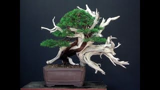 Juniperus phoenicea first step by Stefano Frisoni  bonsai [upl. by Doley]