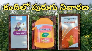 కందిలో పురుగు నివారణ  coragen insecticide  counter insecticide  prachand insecticide [upl. by Lledrac]