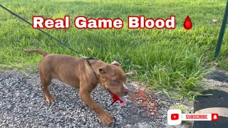 American Pitbull Terrier Puppy 🔥🔥 Redboy Jocko Old Family Red Camelot High Prey Drive Puppy [upl. by Intirb]