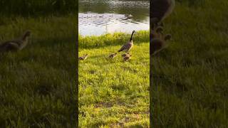 Waddle Waddle goose duck bird nature animal [upl. by Nelleh]