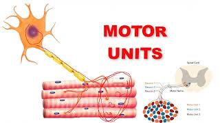 fasciculation fibrillation motor unit [upl. by Aicnilav646]