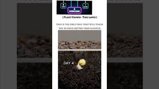 tradingshorts science A plant growth timelapseviralreels viralshort plantcycle [upl. by Eked]