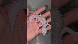 MYSTERY geckos are BACK  geekygeckocreationscom 🥳🦎 [upl. by Witte]