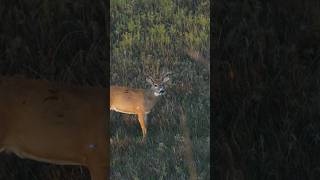 This Broadhead Blew Through THIS BUCK 🦌 [upl. by Lizzie65]