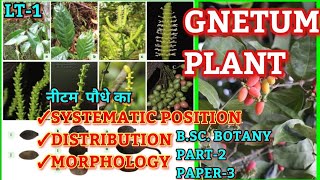 GNETUM Systematic Position distribution amp MorphologyBSc Part2 Botany Lt1brabihar University [upl. by Giorgia255]