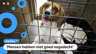 Tijdens corona gekochte hond of kat vaker naar asiel [upl. by Nannek407]