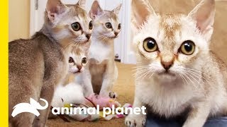 The Tiny Singapura Is The Smallest Of All Cat Breeds  Cats 101 [upl. by Iras]