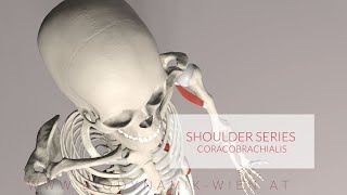 Coracobrachialis Shoulder Series Part 10 3D Animation [upl. by Parsaye266]