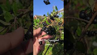 Aronia is a superfood nature berries naturelovers norway norwaylife [upl. by Bette-Ann]