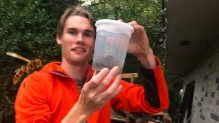 Wasp Nest Catching Tutorial GONE WRONG  Keeping Wasps as Pets [upl. by Alicsirp]