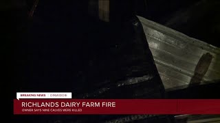 Nine calves dead after fire breaks out at Richlands Dairy Farm barn [upl. by Coad842]